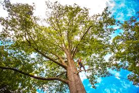 Trusted Kutztown, PA  Tree Services Experts