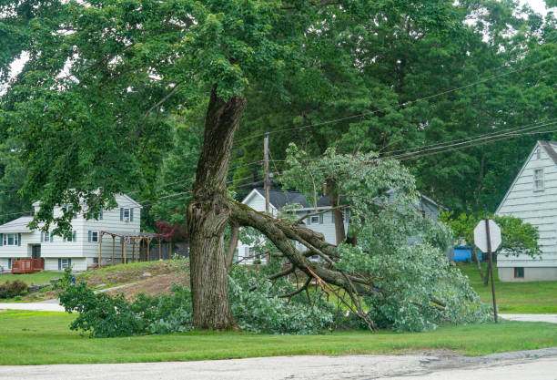  Kutztown, PA Tree Services Pros