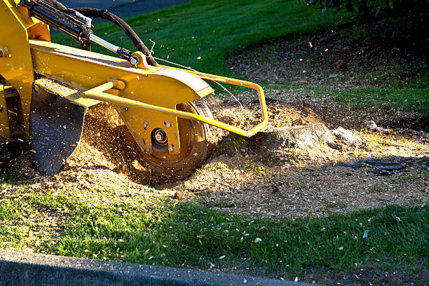 Best Aeration Services  in Kutztown, PA