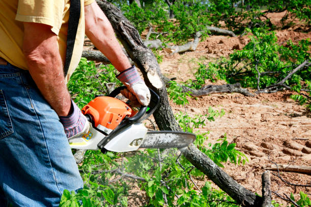 Best Tree Maintenance Programs  in Kutztown, PA